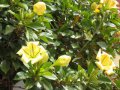 Liane tasse dor - Solandra maxima